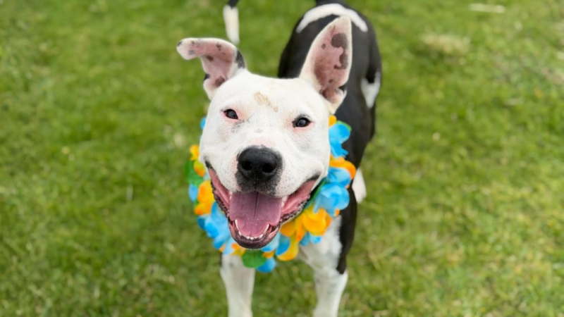 Pet of the Week: